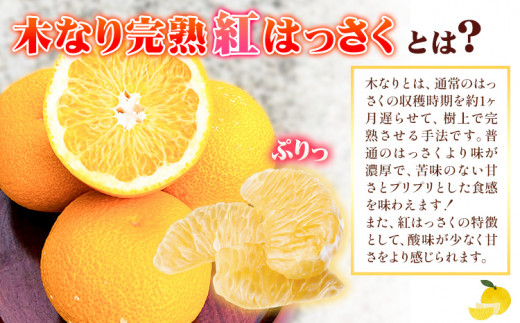 木なり完熟紅はっさく 約5kg (10-20個) 木村農園《2024年3月上旬‐4月