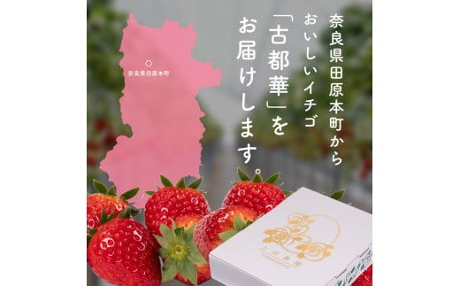 奈良県田原本町のふるさと納税 （冷蔵）【１月発送分】イチゴ 奈良県産高級ブランド品種「古都華」デラックス（270g×２パック） ／ 上田農園 苺 いちご フルーツ 奈良県 田原本町