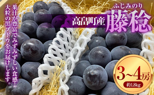 ≪2025年先行予約≫贈答用 山形県 高畠町産 大粒ぶどう 藤稔 約1.8kg(3～4房) 2025年8月中旬から順次発送 ぶどう ブドウ 葡萄 ふじみのり 大粒 種なし 高級 くだもの 果物 フルーツ 秋果実 産地直送 農家直送 数量限定 贈答 ギフト F20B-937 1100892 - 山形県高畠町