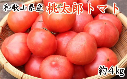 【新鮮】和歌山県産桃太郎トマト約4kg(L～2Lサイズおまかせ)  1097677 - 和歌山県太地町