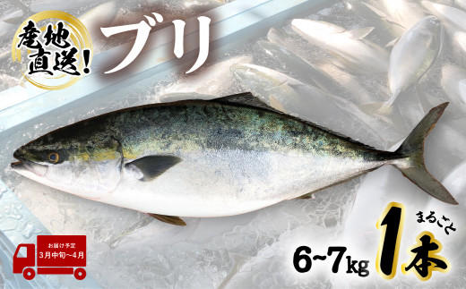 【先行予約】 産地直送！ 超特大！海陽町よりブリまるごと１本をお届け！ ぶり 鰤 海鮮 新鮮 魚 国産 ぶりしゃぶ 【2025年3月中旬～4月にお届け】 536743 - 徳島県海陽町