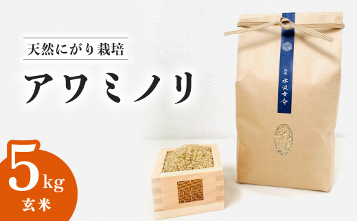 アワミノリ 玄米 5kg 天然にがり栽培 あわみのり 希少 品種 極良 食味 1109639 - 徳島県海陽町