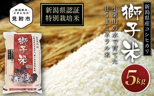 米 5kg 新潟県産 コシヒカリ 特別栽培米 令和5年産 「大丈夫コシヒカリ