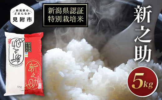 米 5kg 新潟県産 新之助 特別栽培米 