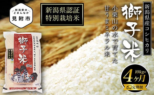 新潟 特別栽培米 令和5年産 コシヒカリ 「獅子米」 精米 20kg ( 5kg×4カ月 ）定期便 送料無料 県認証米 おいしい 白米  安心安全|地域力創造株式会社