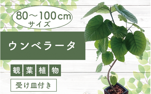 2025年4月中旬～発送【観葉植物】フィカス・ウンべラータ80cm～100cm陶器鉢(T＆P/045-1455) 南国鹿児島県で育った 観葉植物！植物 鉢付 インテリア 室内 オフィス おしゃれ プレゼント ギフト 開店祝い 移転祝い マイナスイオン【配送不可地域：北海道・沖縄県・離島】 545078 - 鹿児島県指宿市