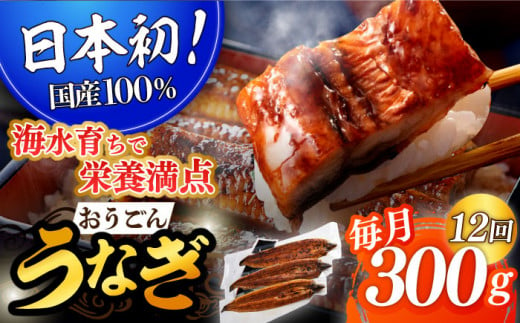 ＜全12回定期便＞【日本初！海水で養殖】長崎県産おうごん うなぎ 計3.6kg（約300g×12回）平戸市 / 松永水産  うなぎ 鰻 ウナギ 土用丑の日 九州産 蒲焼 かばやき  [KAB140]