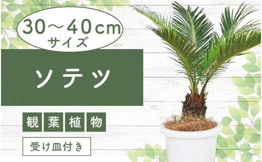 2025年3月上旬～発送【観葉植物】ソテツ30cm～40cm(Green Farm M/016-1431) 観葉植物 植物 鉢付 インテリア 室内 オフィス おしゃれ プレゼント ギフト 開店祝い 移転祝い マイナスイオン【配送不可地域：北海道・沖縄県・離島】 640478 - 鹿児島県指宿市