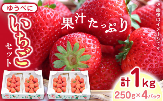 先行予約】ゆうべに いちご セット 250g×4P 農園直送 産地直送 熊本県