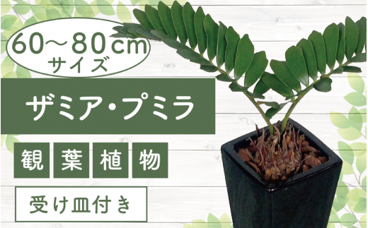 2025年5月中旬～発送【観葉植物】ザミア・プミラ60cm～80cmブラック陶器鉢/専用受け皿付き(T&P/025-1402) 観葉 植物 インテリア 鉢植え 鉢植 グリーン 自然 ナチュラル 美しい 清涼感 園芸 室内 オフィス リラックス おしゃれ 鹿児島 指宿 いぶすき インテリアグリーン ザミア・プミラ 風水【配送不可地域：北海道・沖縄県・離島】 462479 - 鹿児島県指宿市