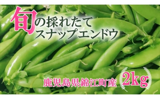 No.1395-1《先行受付》期間限定！！ 農家直送～新鮮スナップエンドウたっぷり2kg