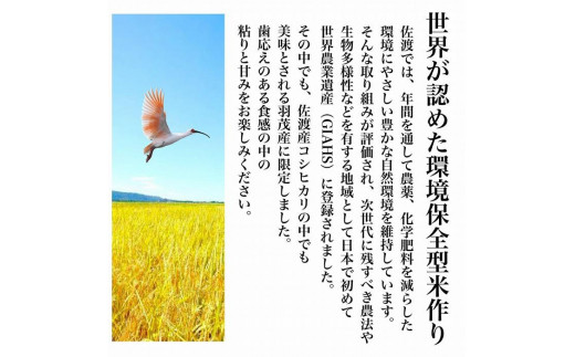 【毎月定期便】佐渡羽茂産コシヒカリ そのまんま真空パック 900g×6袋(精米)　全12回