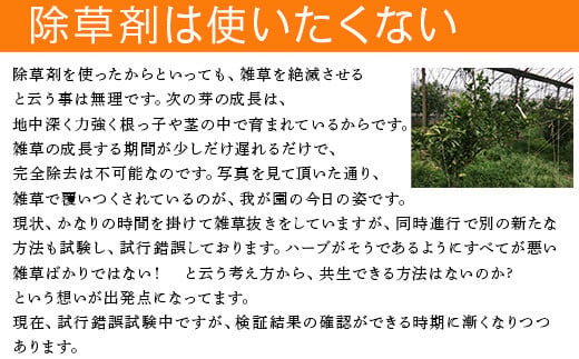 除草剤を使いたくないので試行錯誤をしながら
「味香みかん」を栽培しております。