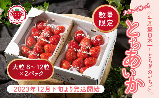 いちご 甘さ際立つ新品種 『とちあいか』 大粒 8～12粒×2パック 先行予約 数量限定 58ロハスファーム【58ロハスクラブ】 ※着日指定不可 ※2023年12月下旬～2024年5月中旬頃に順次発送予定