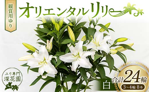 ユリ専門＜深花園＞観賞用ゆり オリエンタルリリー 白 3～4輪8本 F23R-501 1128028 - 福島県白河市