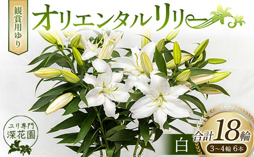 ユリ専門＜深花園＞観賞用ゆり オリエンタルリリー 白 3～4輪6本 F23R-498 1128025 - 福島県白河市