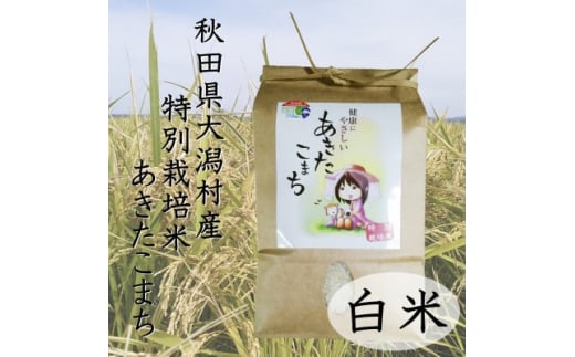 令和5年度産米　特別栽培米あきたこまち　白米2kg【1283155】 1143605 - 秋田県大潟村