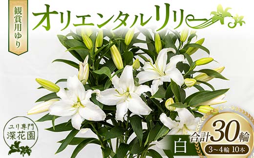 ユリ専門＜深花園＞観賞用ゆり オリエンタルリリー 白 3～4輪10本 F23R-504 1128031 - 福島県白河市