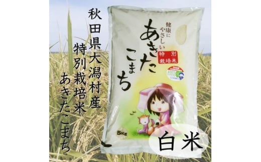 令和5年度産米　特別栽培米あきたこまち　白米5kg【1283151】 1143602 - 秋田県大潟村