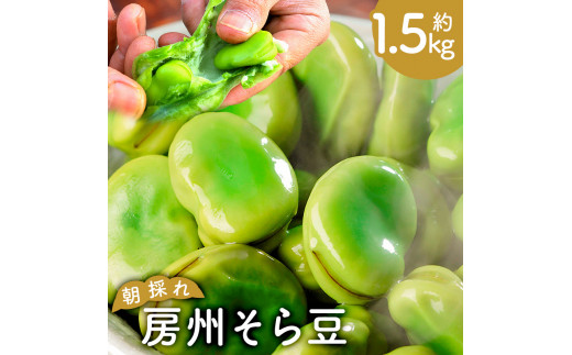 朝採れ房州そら豆1.5kg