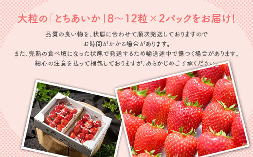 いちご 甘さ際立つ新品種 『とちあいか』 大粒 8～12粒×2パック 先行予約 数量限定  58ロハスファーム【58ロハスクラブ】※着日指定不可※2023年12月下旬～2024年5月中旬頃に順次発送予定