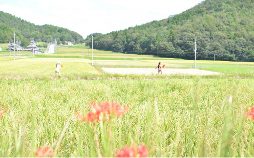 兵庫県三田市波豆川産コシヒカリ（さとのたから） 【定期便12か月お