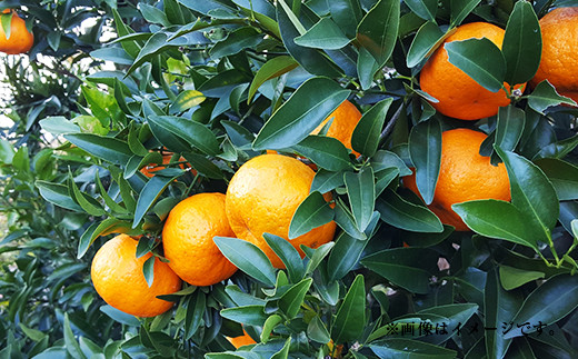 特別栽培 ポンカン 10kg サイズ ミックス 柑橘