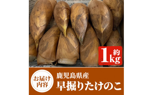 超早掘り筍3キロ野菜 - 野菜