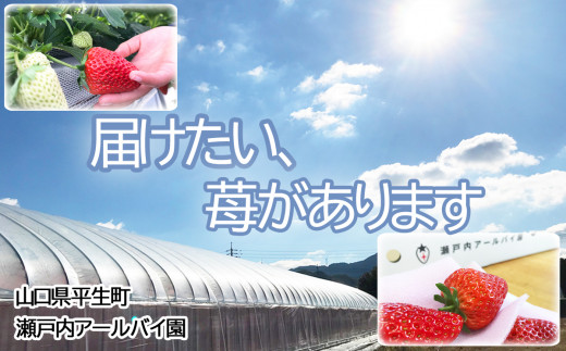 「紅ほっぺ」約240g×2パック（約480g）いちご・イチゴ・苺【産地直送】