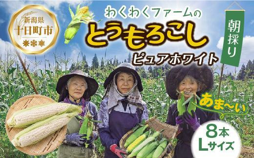 先行予約受付｜ 令和6年産 朝採れ とうもろこし ピュアホワイト L