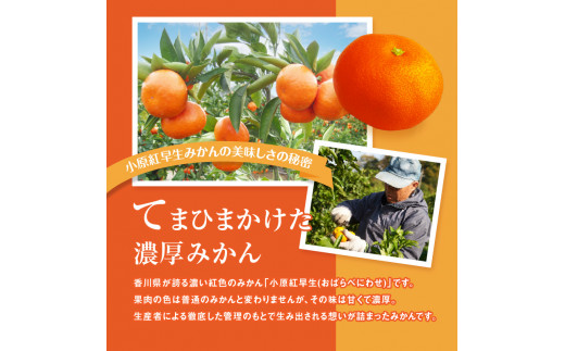 【訳あり】ご家庭用小原紅早生みかん(小玉)　約2.5kg【10月下旬～1月下旬配送予定】