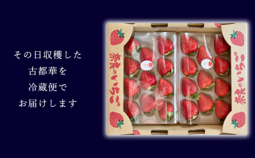 奈良県広陵町のふるさと納税 先行予約 奈良県ブランドイチゴ古都華2パック 2025年1月発送  // /苺 いちご イチゴ 古都華 奈良 奈良県 広陵町 生産者直送 直送 厳選 数量限定 旬 フルーツ 甘い 完熟 果物 星乃苺や