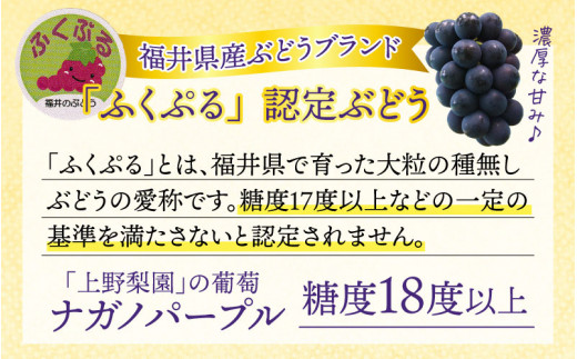 先行予約】【種なし】上野梨園のナガノパープル 約1kg 【朝採れ】【秀