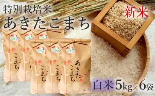 白米】特別栽培米 あきたこまち 30kg（5kg×6袋） 秋田県産 令和5年産