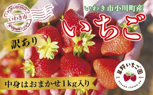 訳あり【産地直送】いわき市産いちご　草野いちご園のいちごの詰め合わせ1kg（中身はお任せ） 851047 - 福島県いわき市