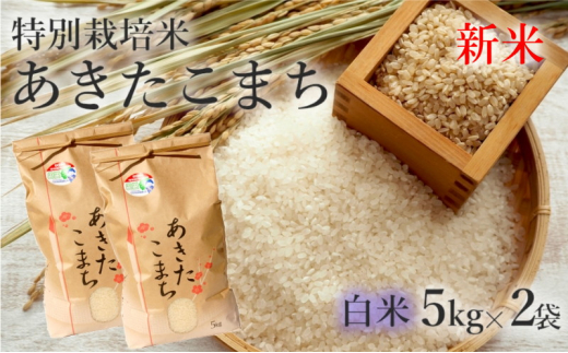 D51-11.【愛媛県共通返礼品】骨までおいしく食べられる「たいめし