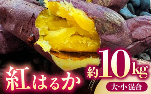 限定数量】【先行予約】さつまいも 紅はるか 約 10kg【株式会社 アグリファーム未来】サツマイモ 芋 やきいも べにはるか 熊本 おいも  [ZDN002] 熊本県山鹿市｜ふるさとチョイス ふるさと納税サイト