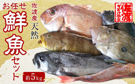 佐渡産 天然お任せ鮮魚セット 5kg 1061655 - 新潟県佐渡市