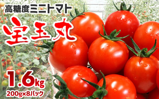 【朝どり直送】高糖度ミニトマト「宝玉丸」200g×8パック 計1.6kg