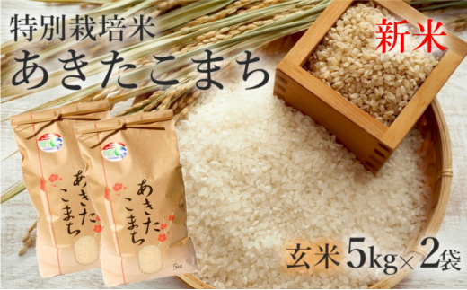 秋田県能代市産！ 玄米 あきたこまち 10kg - 米・雑穀・粉類