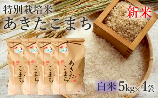 【白米】特別栽培米 あきたこまち 20kg（5kg×4袋） 秋田県産 令和5年産|米専