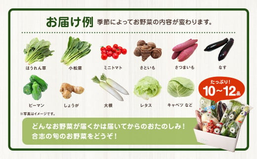 熊本県 合志の旬のお野菜 定期便 年5回 コース