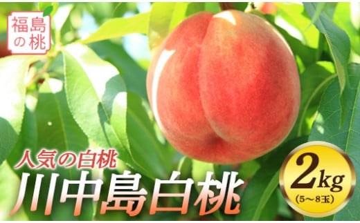 福島の桃 川中島白桃 2kg（5～8玉）先行予約 フルーツ 果物 もも モモ momo F20C-558 299392 - 福島県伊達市