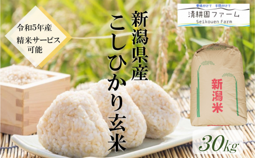 米 新潟県産コシヒカリ 玄米30kg 農家直送 一等米 令和5年産 清流早川