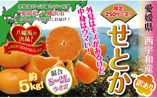 C39-52.柑橘の大トロ!!「せとか」約5キロ　限定250個【訳あり】