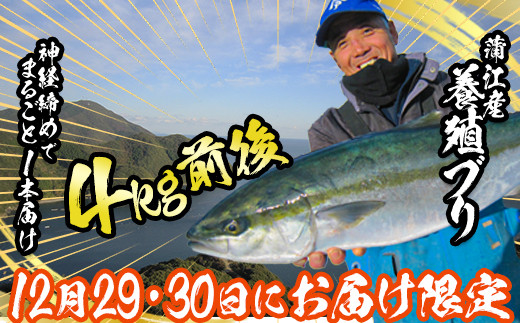 [先行予約受付中!12月29日、30日にお届け]養殖ブリ(1本・4kg前後)鮮魚 海鮮 神経締め 冷蔵 大分県 佐伯市[HD216][さいき本舗 城下堂]