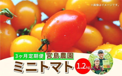 【定期便3回】ミニトマト (ミックス) 1.2kg×3回 八代市産 宮島農園