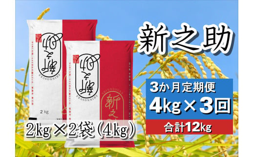 【令和6年産新米】【3ヶ月定期便】 新之助 4kg (2kg×2袋)×3回 計12kg 白米 精米 井上米穀店 1I16032 1118253 - 新潟県阿賀野市