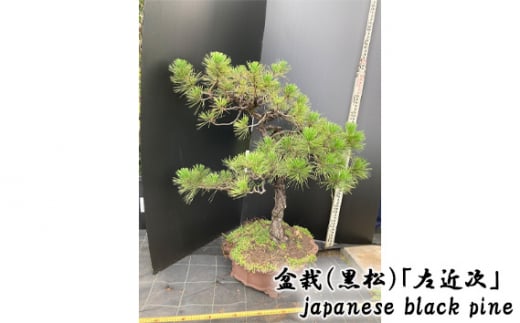 No.121 盆栽（黒松）「左近次」japanese black pine ／ ぼんさい 木 まつ 東京都 1114125 - 東京都調布市