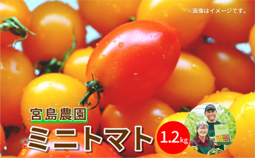 【先行予約】八代市産 宮島農園 ミニトマト (ミックス)1.2kg【2023年12月上旬より順次発送予定】